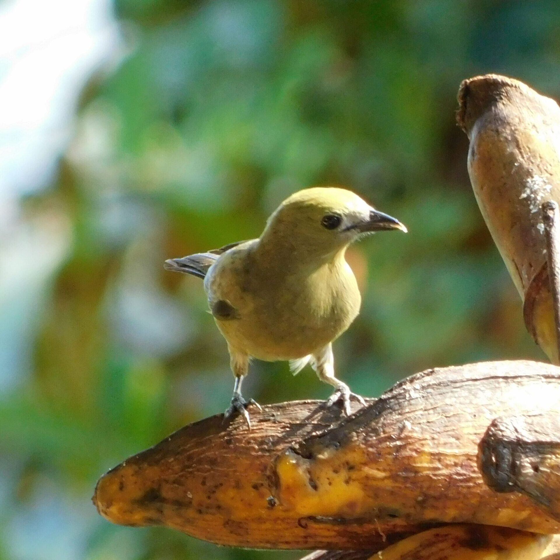 Birdwatching tour