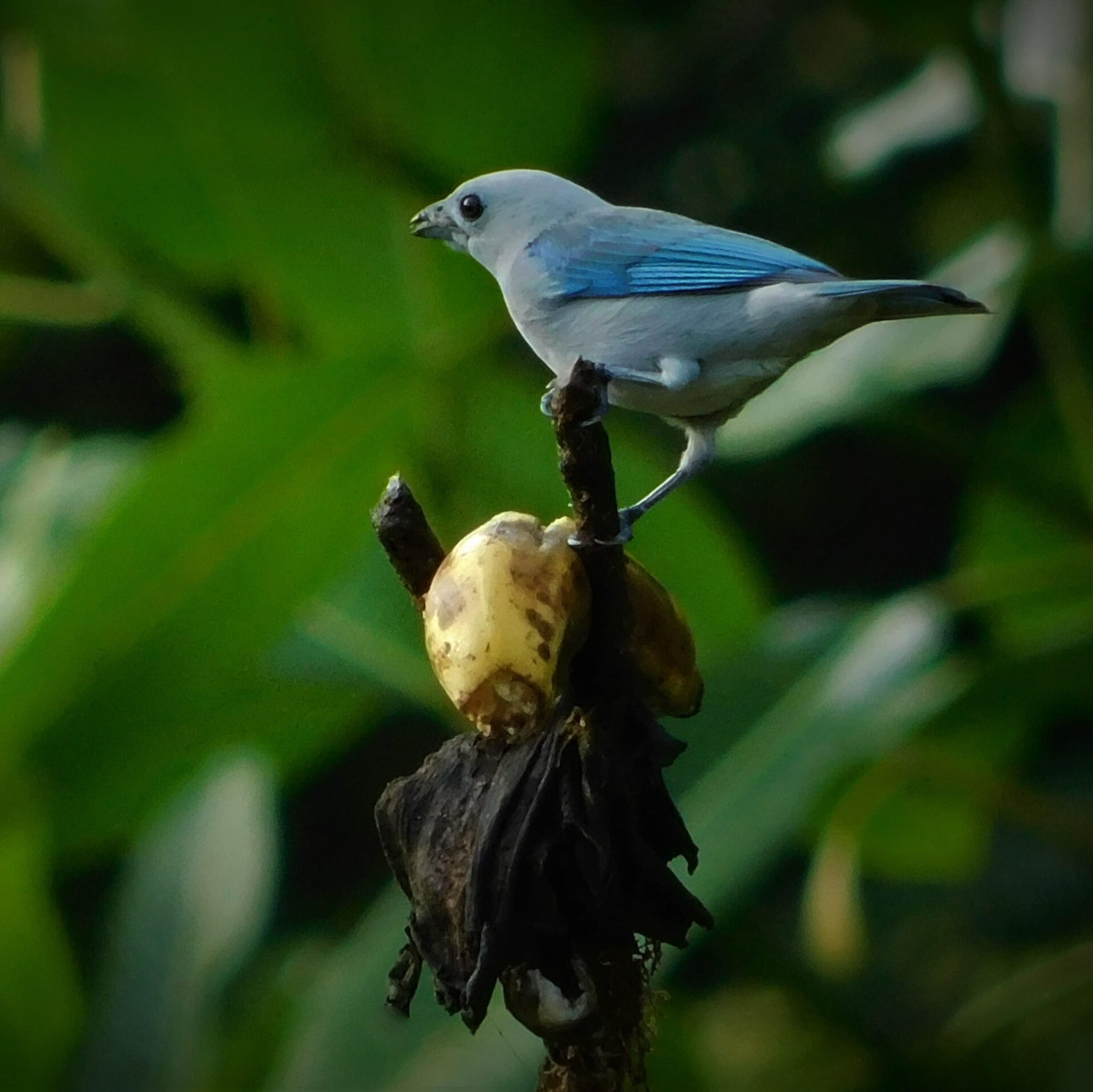 Blue Bird Perched on a Branch Birdwatching tour