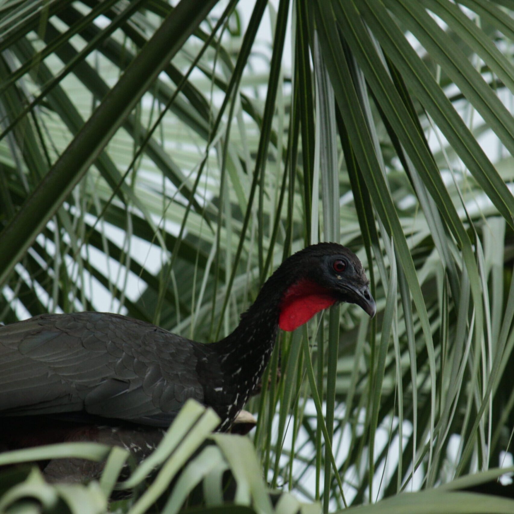 Birdwatching tour