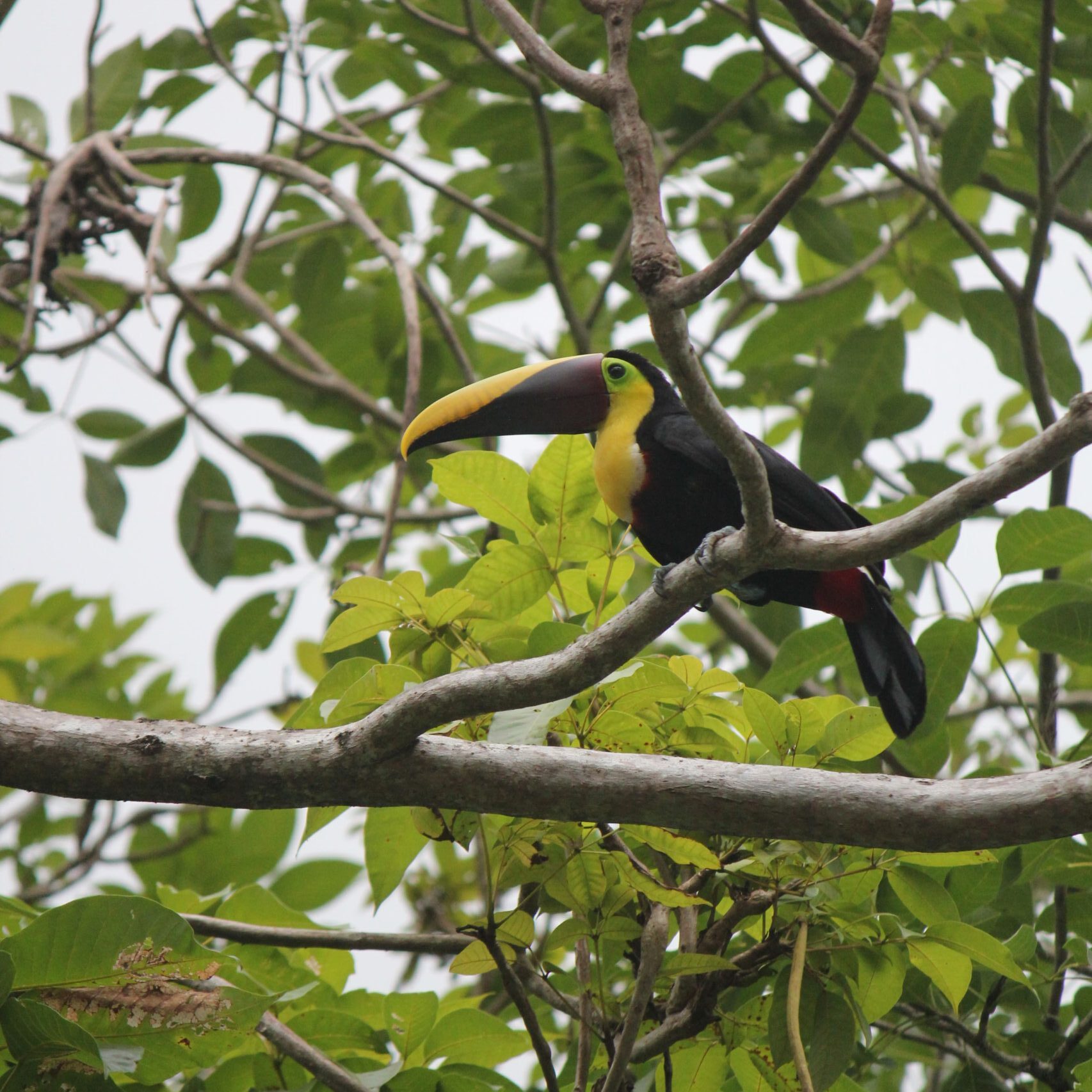 Ramphastos ambiguus