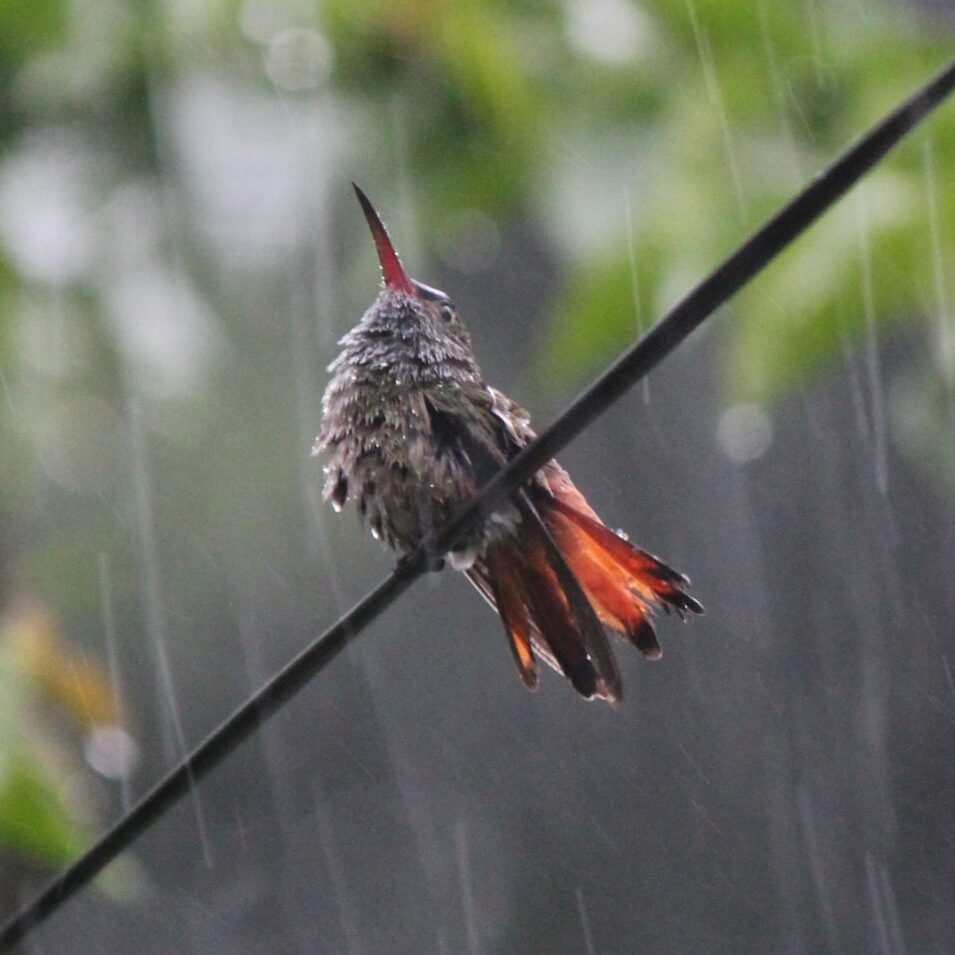 Amazilia tzacatl Birdwatching tour