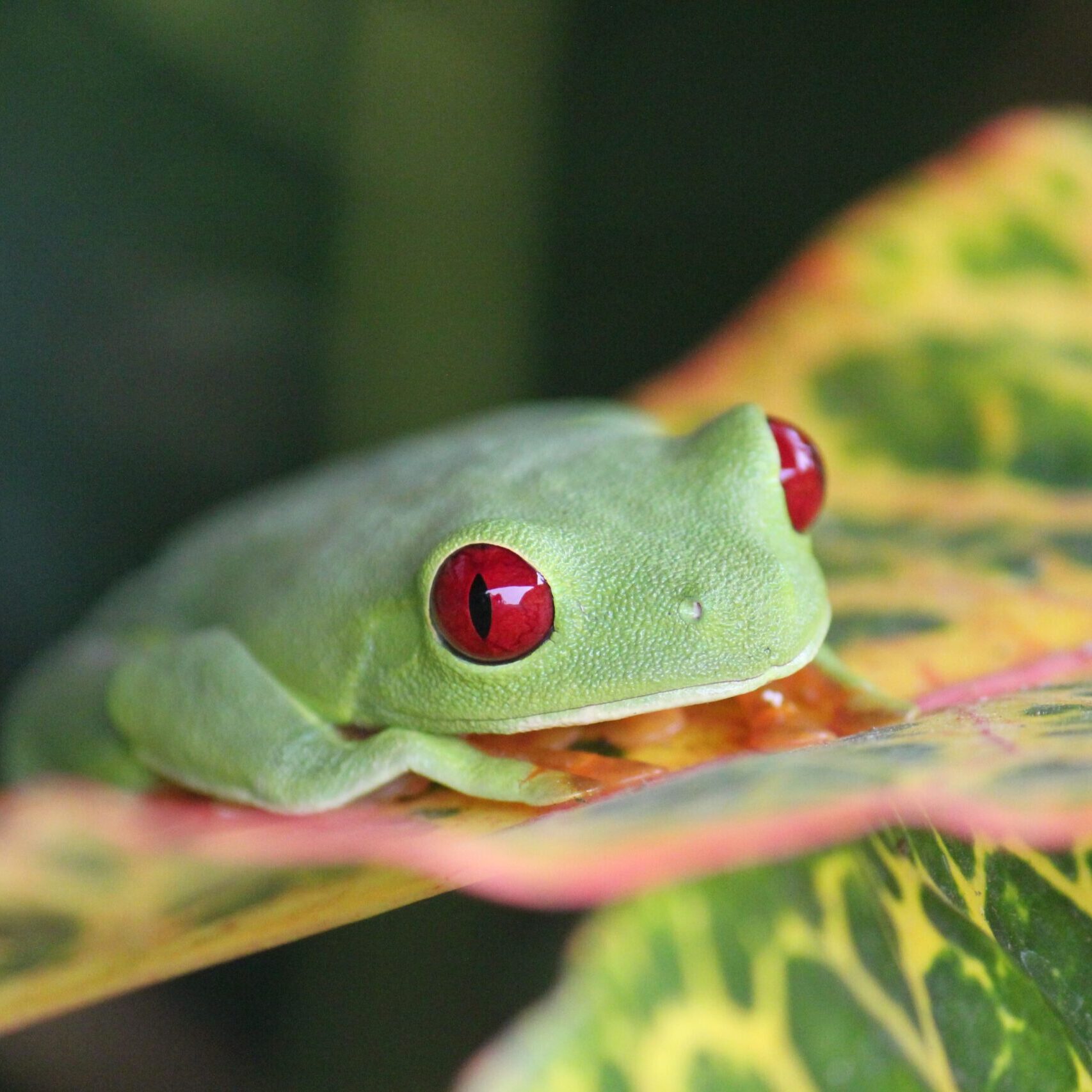 Red-eyed tree frog on a leaf during Night Tours in Manuel Antonio Costa Rica
