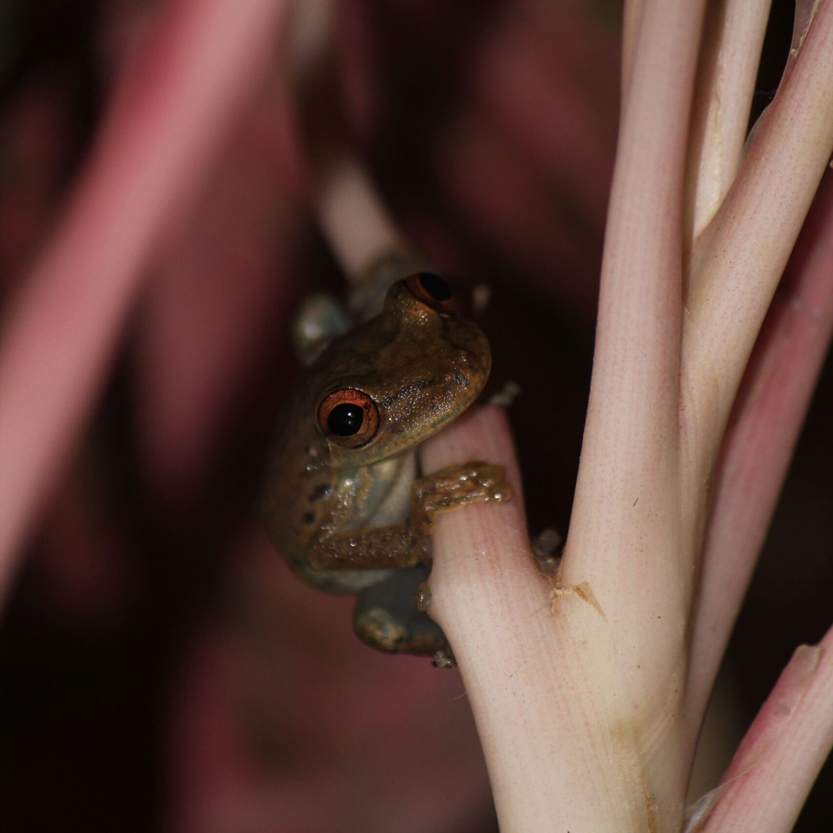 Frog Night Tours in Manuel Antonio Costa Rica