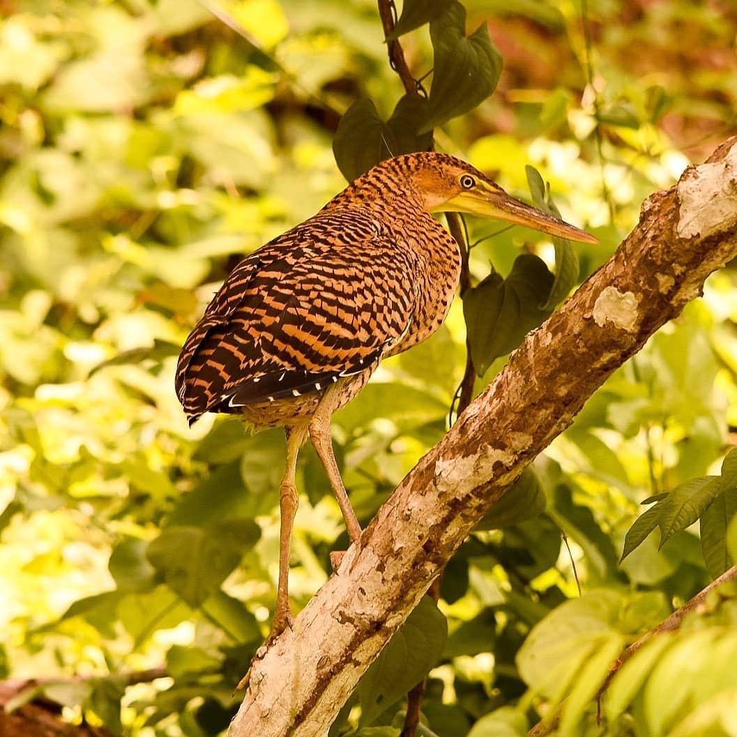 Photo by Nature Tours CR on June 16, 2021.