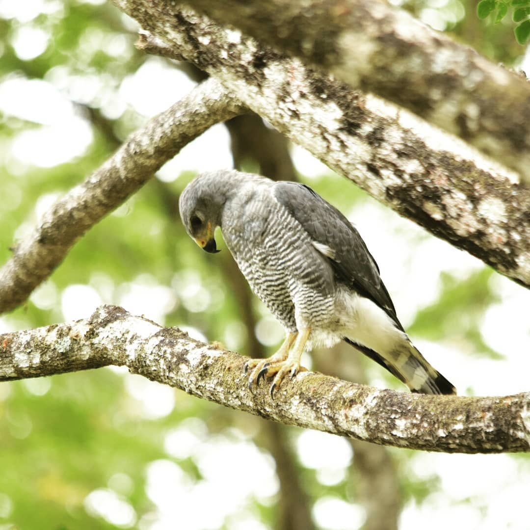 Photo by Nature Tours CR on May 08, 2019. (2)