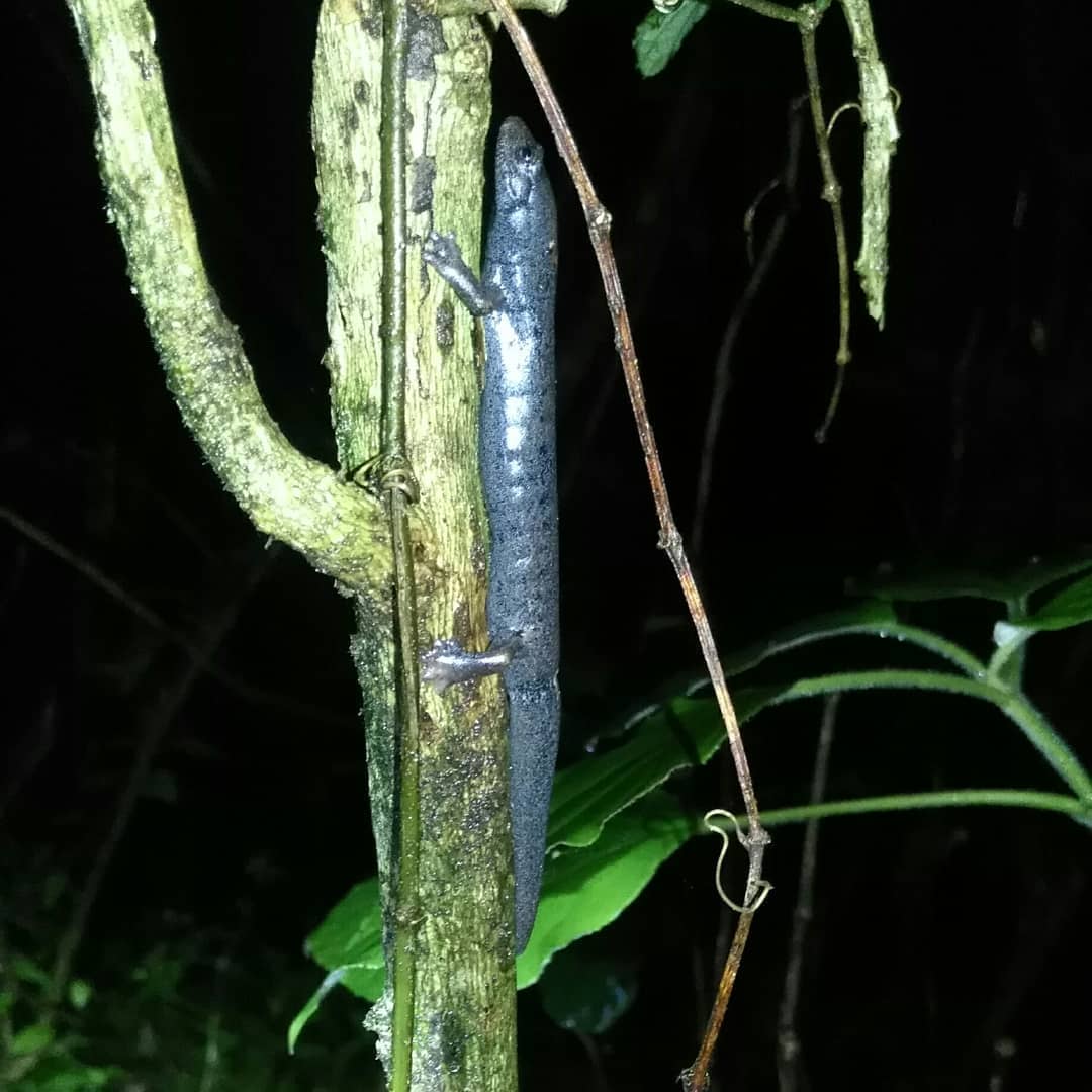 Night Tours in Manuel Antonio Costa Rica
