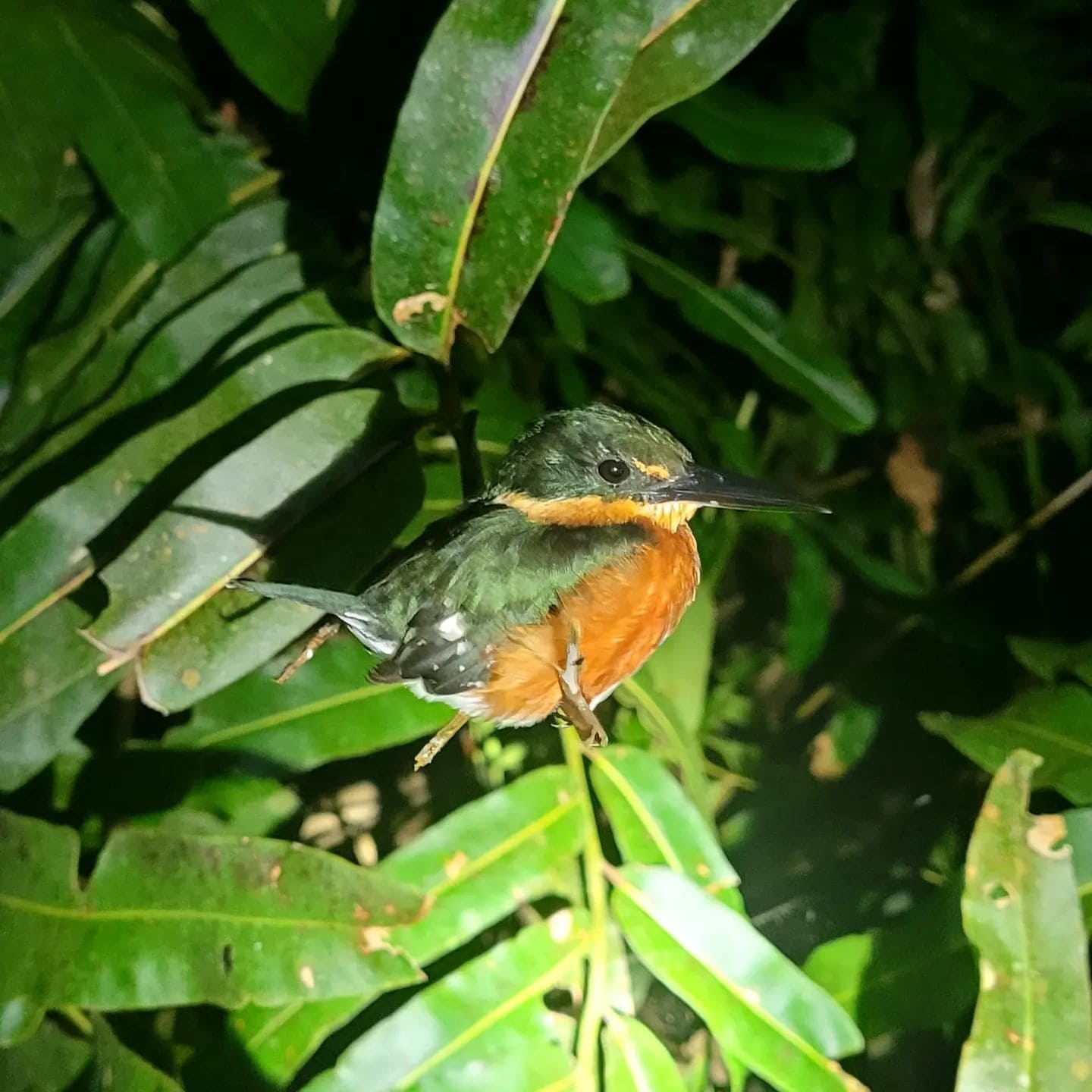 Bird_Night Tours in Manuel Antonio Costa Rica