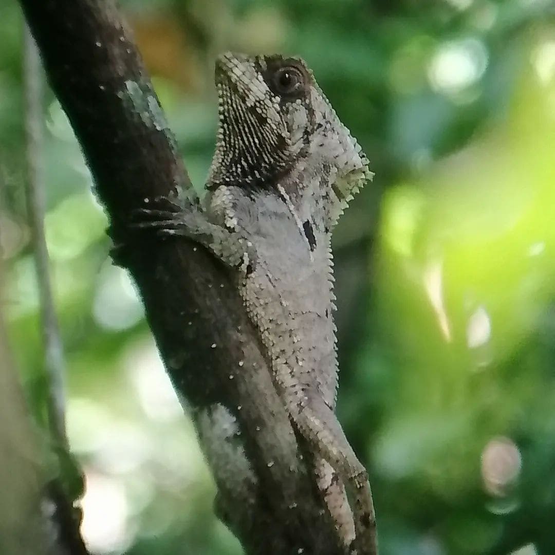 Manuel Antonio