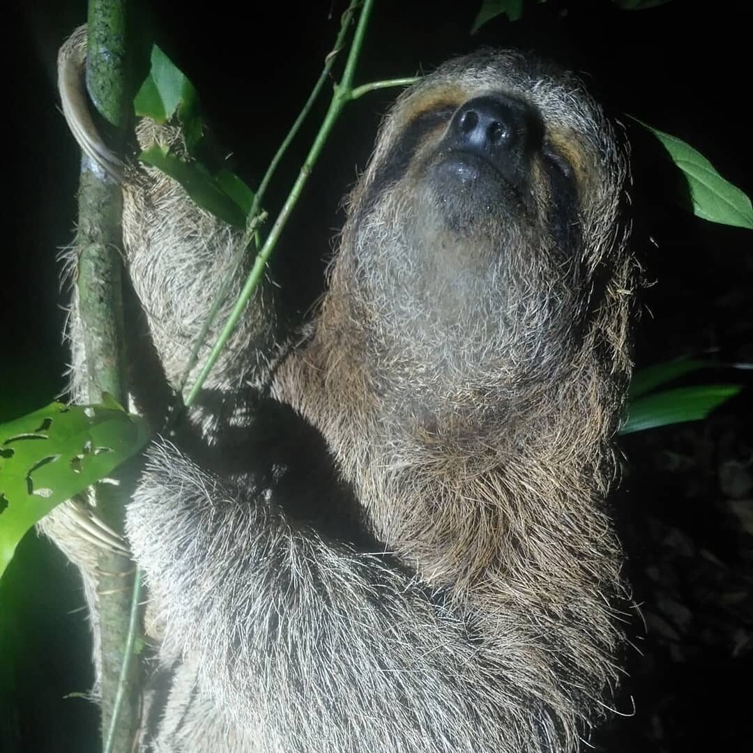 Sloth climbing a tree during Night Tours in Manuel Antonio Costa Rica