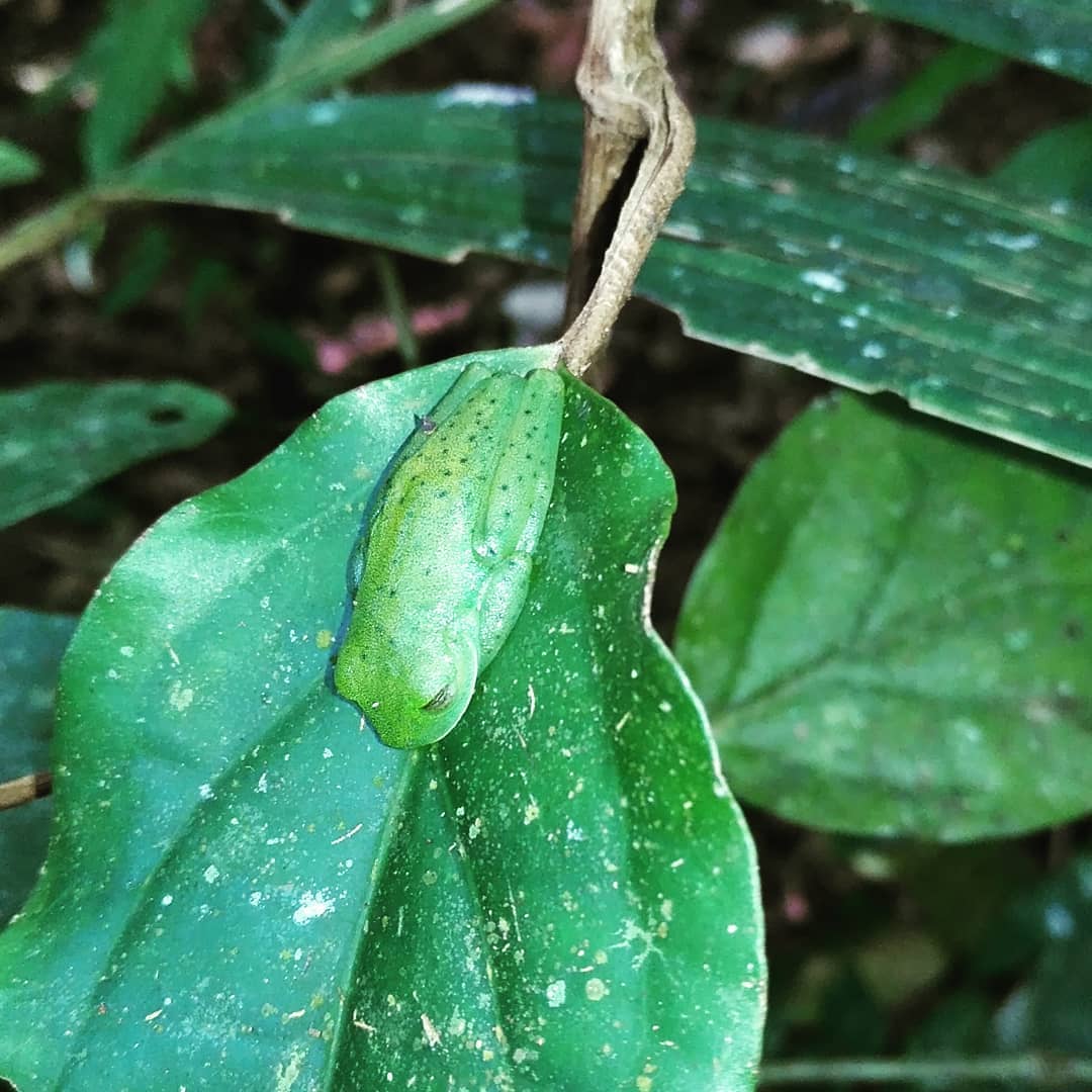 Frog on green leaves during Night Tours in Manuel Antonio Costa Rica