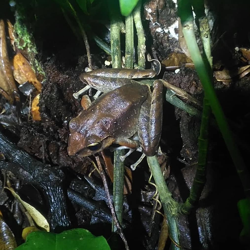 Brown frog Night Tours in Manuel Antonio Costa Rica
