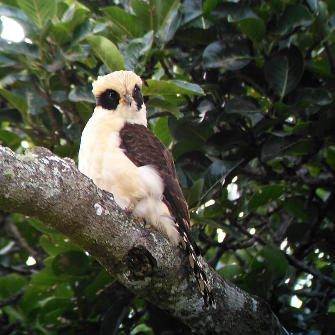 Birdwatching tour