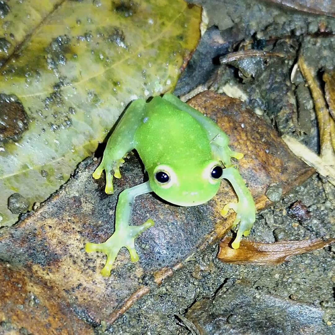Frog camouflaged among branches during Night Tours in Manuel Antonio Costa Rica