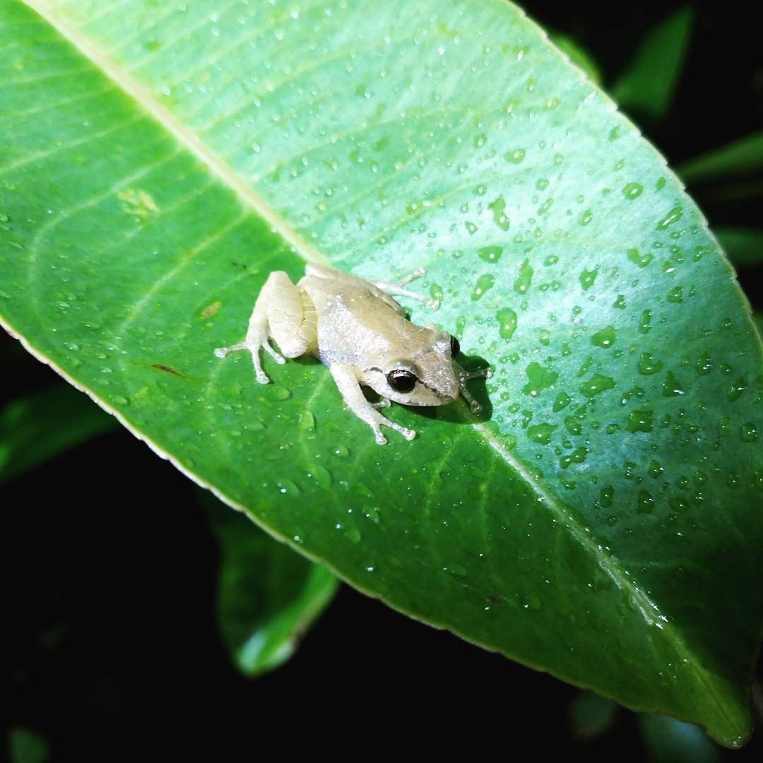 Small frog on a green leaf during Night Tours in Manuel Antonio Costa Rica