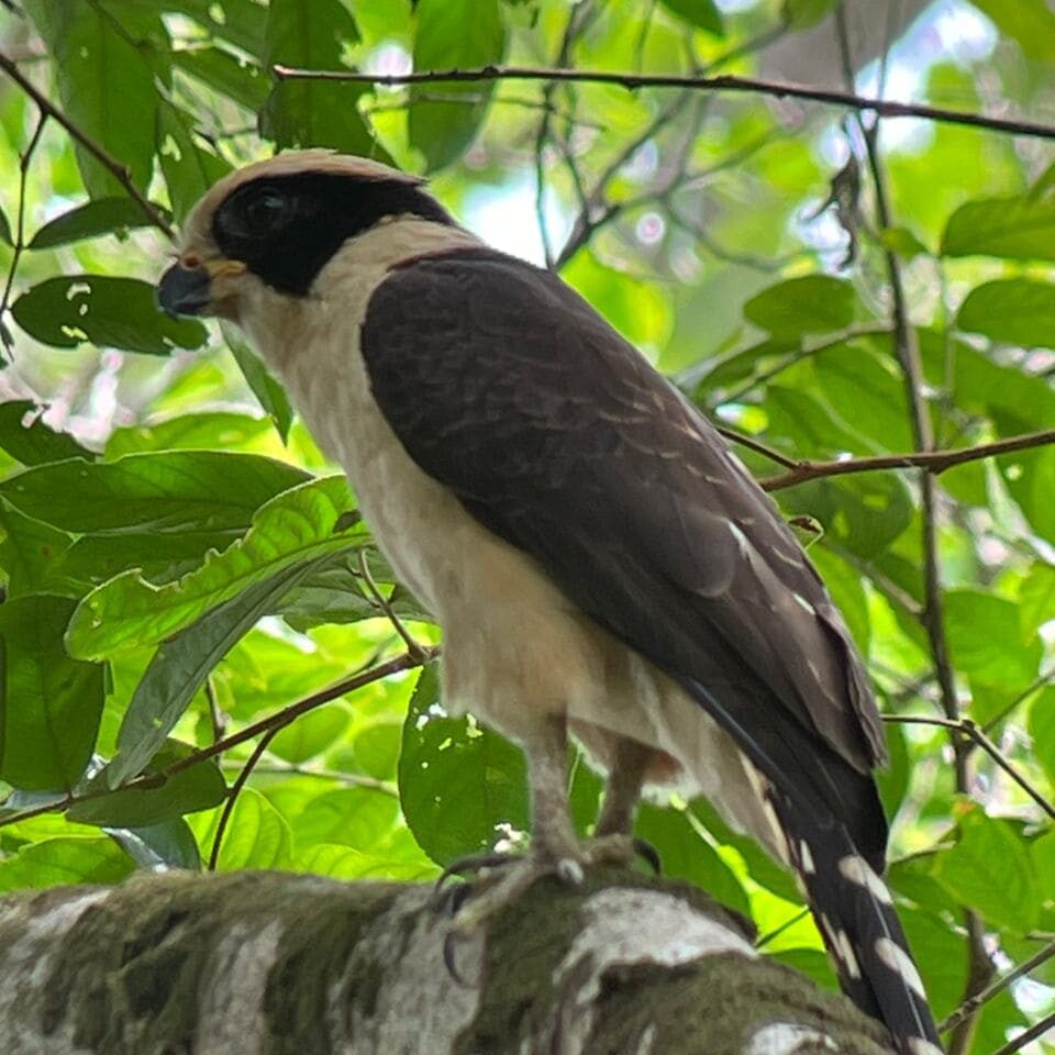 Manuel Antonio