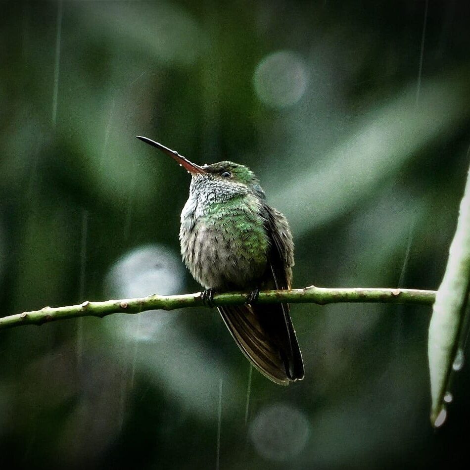 Birdwatching tour