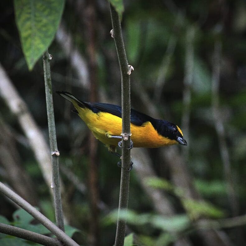 Birdwatching tour