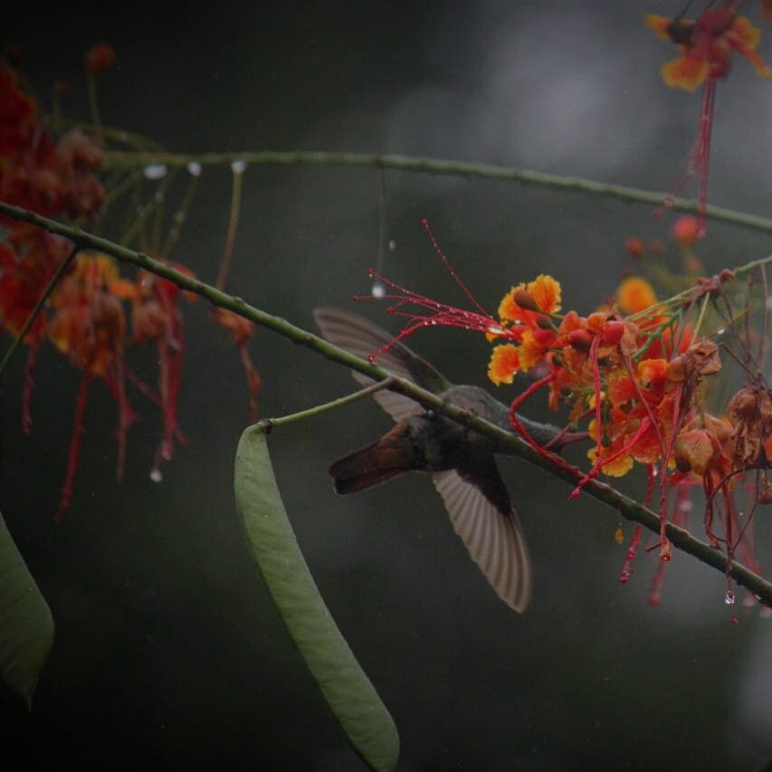 Birdwatching tour