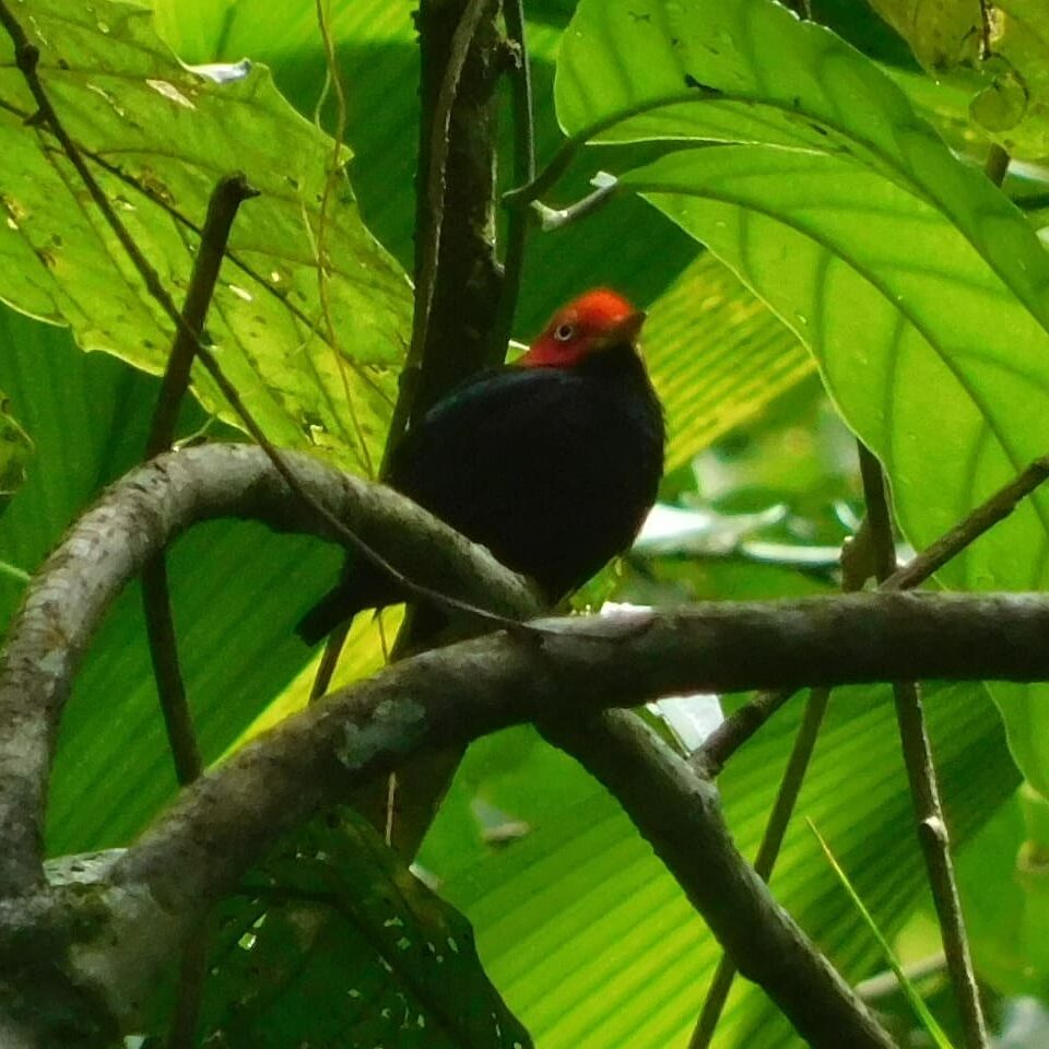 a bird sitting on a branch
