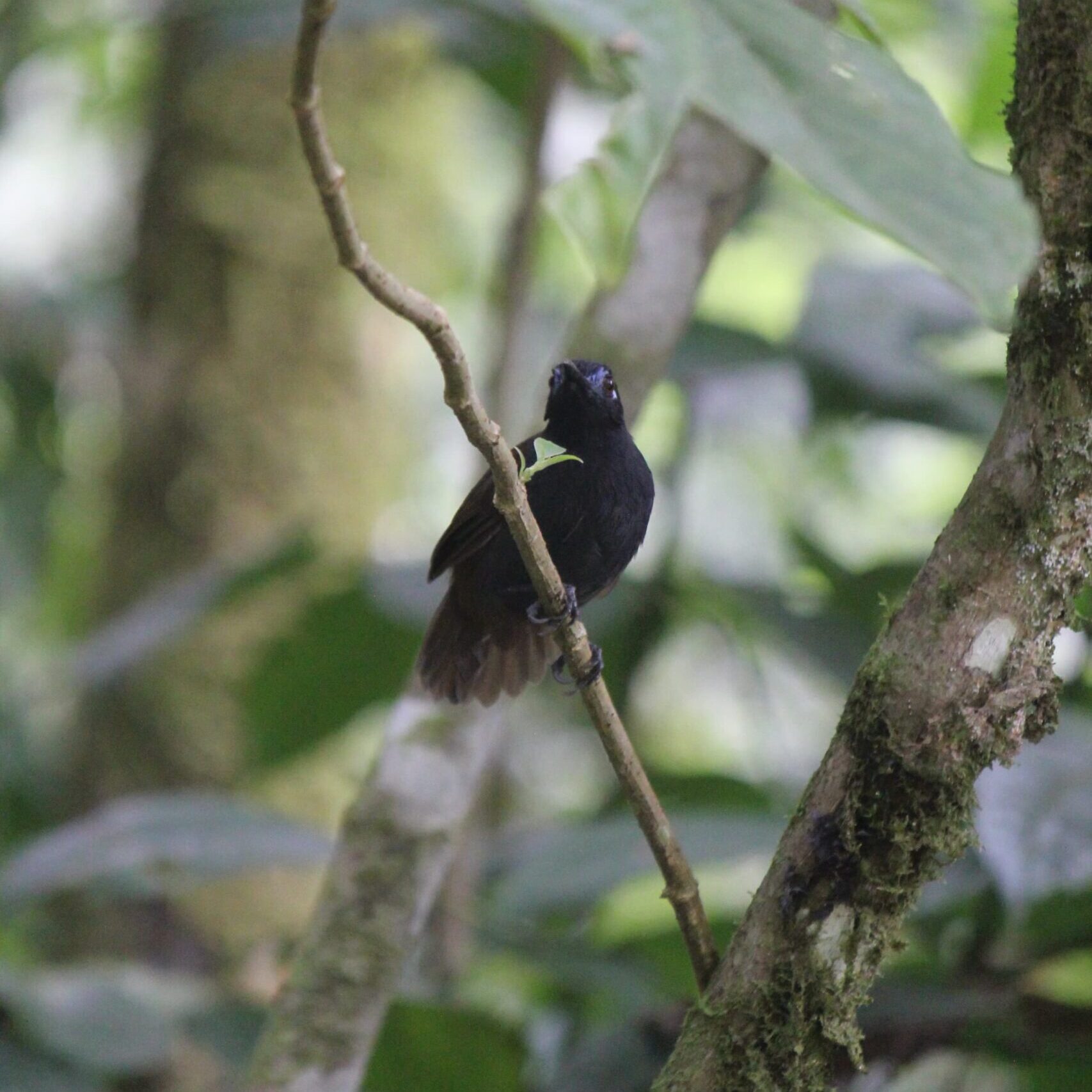 Antbirds Birdwatching tour