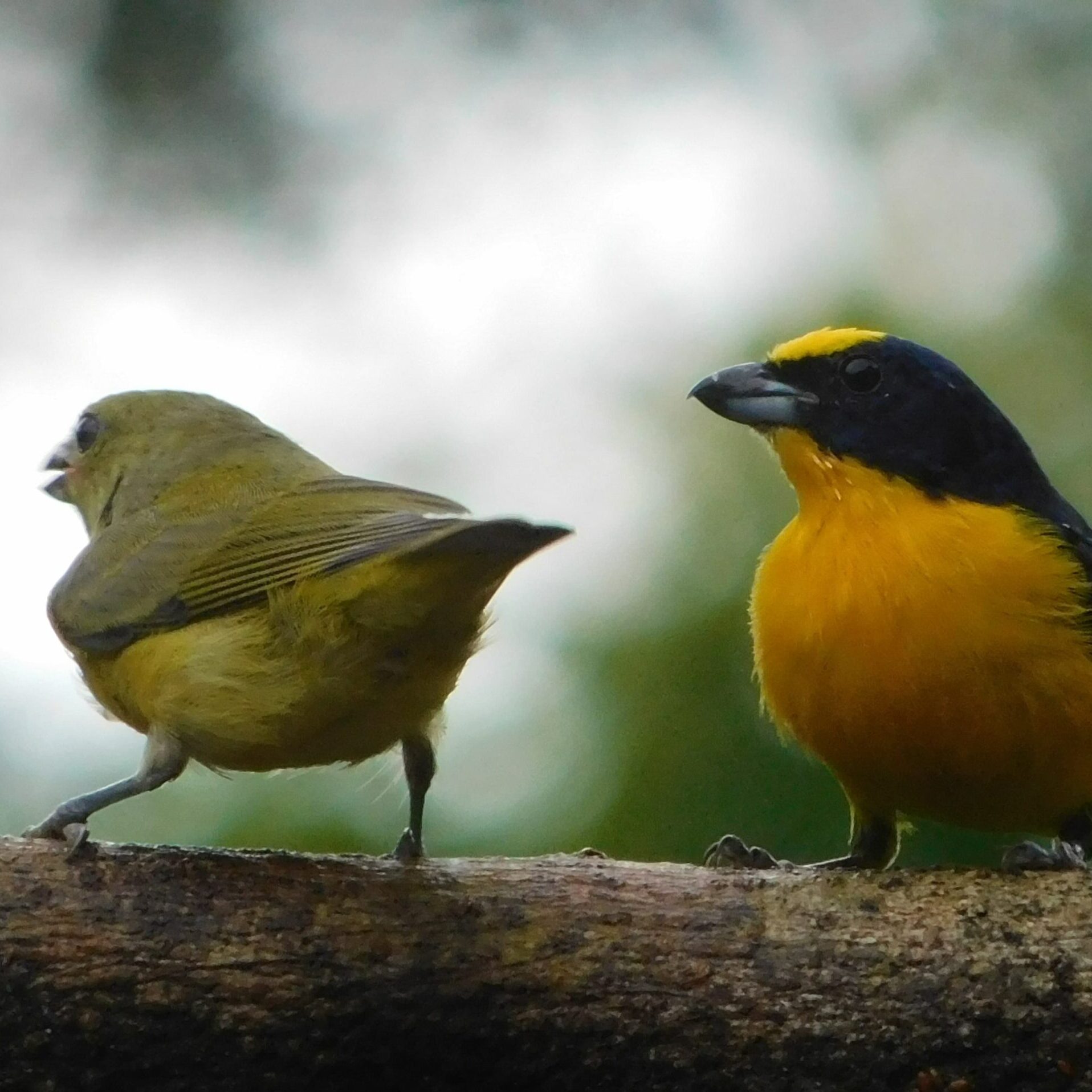 Birdwatching tour