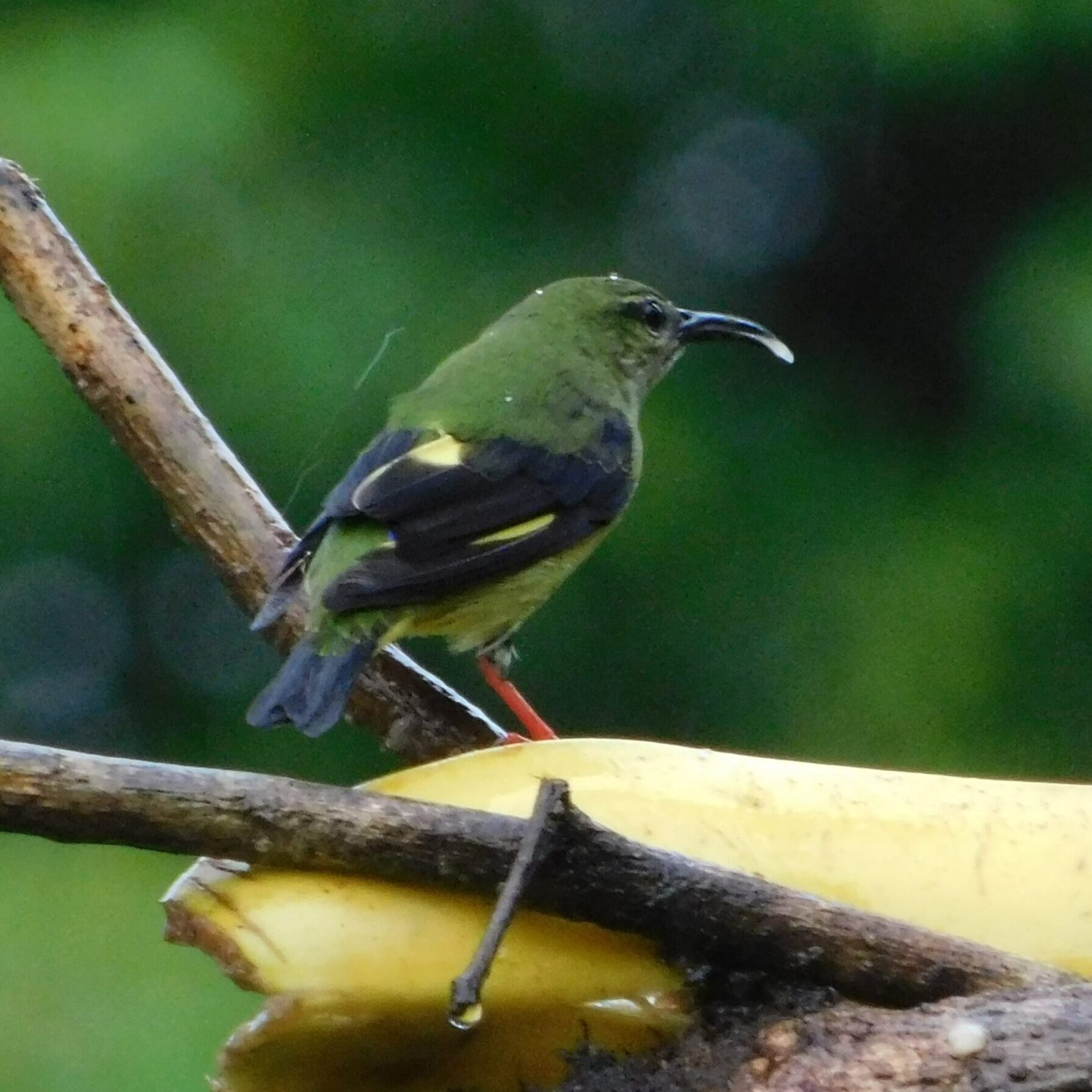 Birdwatching tour